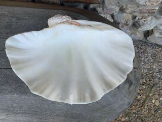 Vintage Giant Clam Tridacna Gigas Sea Shell 12 1/2 " X 9”