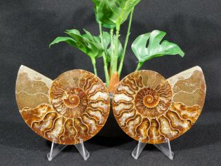 A Big Split And Polished Ammonite Fossil With Stands 257gr