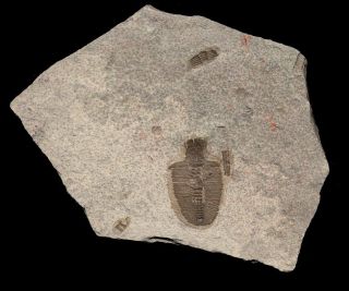 Extinctions - Affordable Bathyuriscus Fimbriatus Trilobite Fossil - Very Uncommon