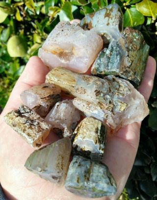 Eleven (11) Small South Fork Crooked River Agate Limb Cast Petrified Wood Or 15z