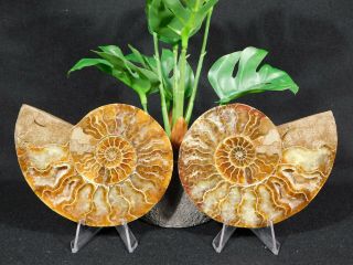A Big Split And Polished Ammonite Fossil With Stands 263gr