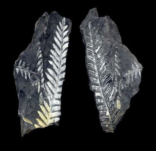 Extinctions - Very Rare Split Pair White Fern Frond Fossil From Penna - Very Cool
