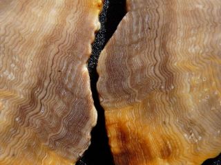 Rimrock: 9.  6 Oz Hells Canyon Herringbone Petrified Wood Rough,  Slices