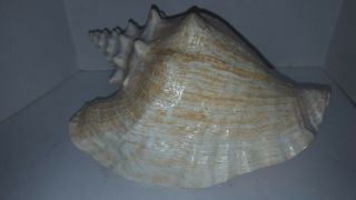 Large 10 " Queen Pink Conch Shell Natural Nautical Beach Decor