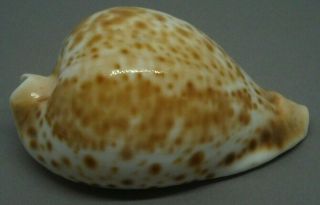 Sea Shell.  Umbilia Hesitata Hesitata 84.  5mm Top,  Dark & Colorful Shell