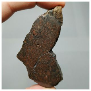 S14 - NWA 13376 Unequilibrated LL3.  4 Chondrite Meteorite 49.  15g Thick Slice 3