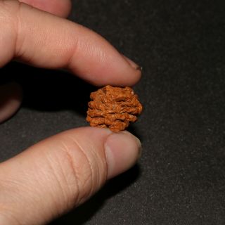 Meta Sequoia Pine Cone Fossil - Hell Creek Formation Cretaceous - Stunning Mini