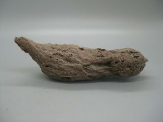 Natural Real Dinosaur Coprolite Petrified Dung Poop Fossil 5 " Wide