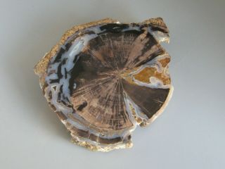 Natural Hardwood Petrified Wood Tree W/crystals Polished Slab Great Example