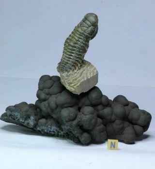 R31 - Great Crotalocephalina Trilobite On Natural Botroidal Goethite Pedestal