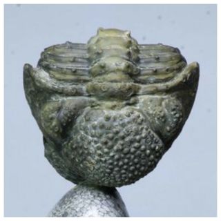 R29 - Giant Rolled Drotops armatus Trilobite on Natural Coral Polished Pedestal 2