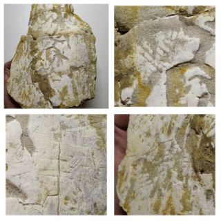 A21 - Top Rare 6.  29  Partial Dinosaur Bone With Bite Marks Cretaceous Kemkem