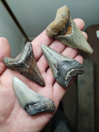 Fossil Shark Teeth Megalodon 2.  5 " Lowcountry Sc