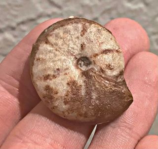 Rare Texas Fossil Ammonite Schistoceras Sp.  Pennsylvanian Trilobite Age Ammonite