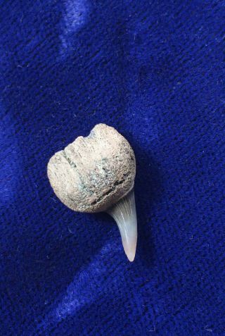 Parasymphyseal Notorynchus Primigenius Fossil Seven - gill Cow Shark Tooth Belgium 2