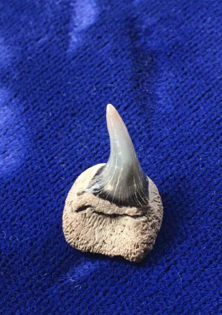 Parasymphyseal Notorynchus Primigenius Fossil Seven - gill Cow Shark Tooth Belgium 3