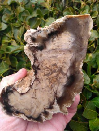 Face Cut Agatized Petrified Wood Owyhee Mtns Oregon Rings Exposed Bark 3lbs 4oz