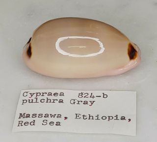 Cypraea Pulchra Grayt 824 - B,  45.  88 Mm,  14.  4 Grams - Ethiopia