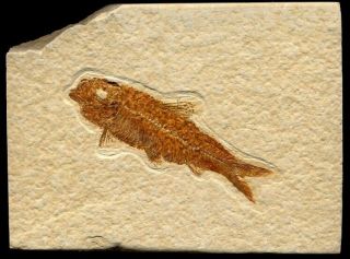 Extinctions -,  Detailed Knightia Fossil Fish From Wyoming - Cool & Colorful