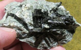 Dravite Tourmaline Crystals In Mica Schist,  Newry,  Maine