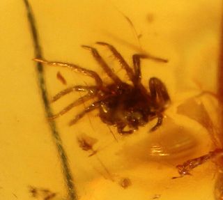 Baltic Amber With Fossil Insect " Spider " 7.  0 Ct