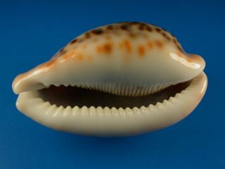 Cypraea Pantherina,  Color And Pattern,  73.  5mm,  Somalia Shell G15