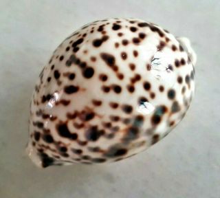Seashell Cypraea tigris pardalis Shell 2