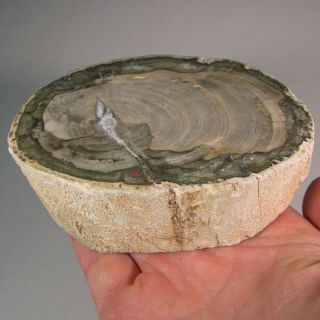 4.  4 " Polished Petrified Wood Branch Slab Fossil Standup - Madagascar