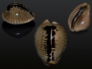 Seashell Cypraea Mus Special Color.  Pattern Very Unusual.  37.  1 Mm