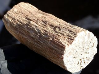 Mw: Petrified Wood " Vine " - Mcdermitt,  Oregon - Polished Specimen