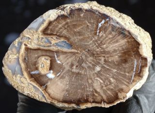 Mw: Petrified Wood Pepper Tree - Eden Valley,  Wyoming - Face Polished Specimen