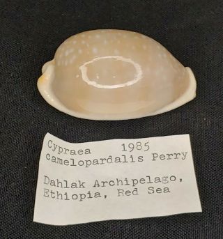 Cypraea Camelopardalis Perry 1985,  56.  73 Mm,  19 Grams - Ethiopia