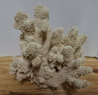 Large Coral Dried Fossil Shell Beach Ocean Sea Reef Rock Fish Tank Aquarium