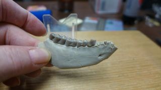 Geological Enterprises Oligocene Fossil Partial Jaw With Teeth Merycoidodon Neb