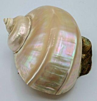 Jumbo Large Iridescent Marmaratus Turbo Sea Shell Mother Of Pearl 6