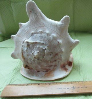 Large (8.  5 " Long X 7.  5 " Tall) Pink Queen Conch Sea Shell Nautical Beach Decor
