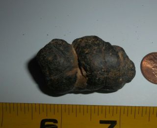 Mosasaur Coprolite Fossil Poo Pinch Mark Cretaceous Of N.  E.  Tx Fossilized Poop