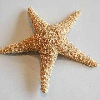 8.  5 " Real Dried Orange Starfish