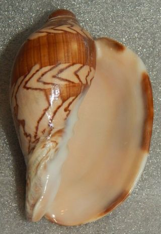 Seashell Cymbiola Nobilis Var.  Fasciata 86.  2mm