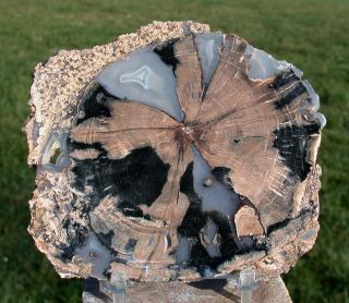 Sis: Absolutely Incredible 4 " Blue Forest Petrified Wood Round - Triple Wow