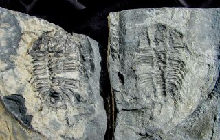 Rare Unprepared Olenoides Nevadensis Trilobite Fossil