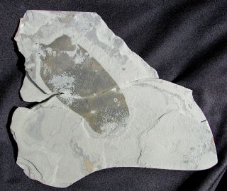 Giant Crumilospongia Sponge Fossil Over 4 Inches Long