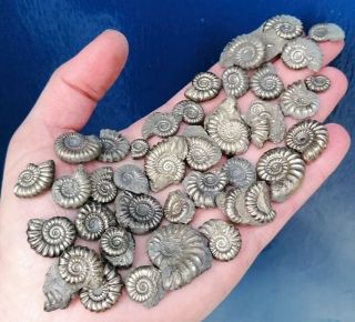 35,  Fossil Pyrite Ammonites,  Lyme Regis,  Jurassic Age,  Uk