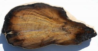 Two,  Large,  Polished Stinkingwater,  Or Petrified Wood Specimens - Oak