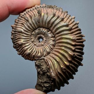 6,  5 Cm (2,  5 In) Ammonite Kosmoceras Pyrite Jurassic Russia Fossil Ammonit
