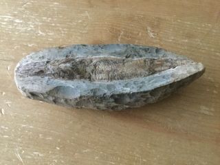 Reptile Fossil In Stone - 5”