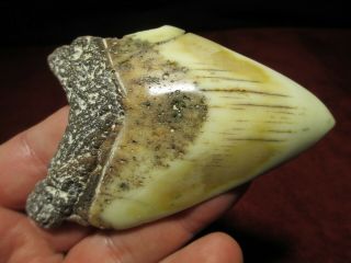 4 - 3/16 Inch Megalodon Shark Tooth Fossil Teeth South Pacific Ocean Caledonia