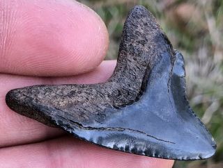 Rare 1.  684 " Giant Serrated Thresher Shark Tooth Fossil