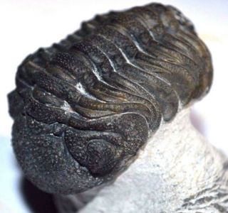Barrandeops Trilobite Fossil From The Devonian Of Morocco