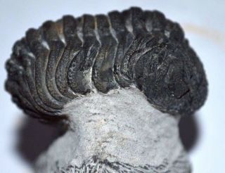 Barrandeops Trilobite fossil from the Devonian of Morocco 2